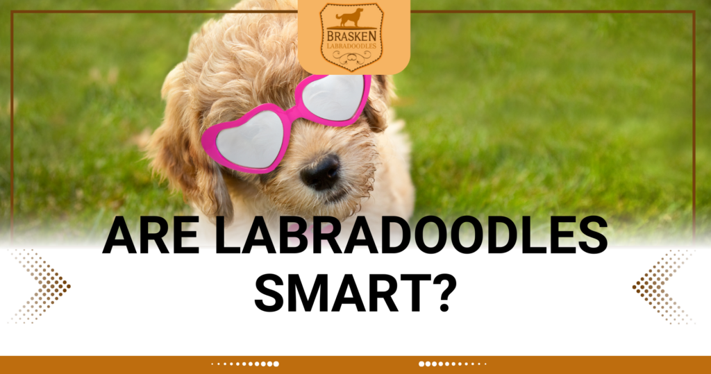 ARE LABRADOODLES SMART