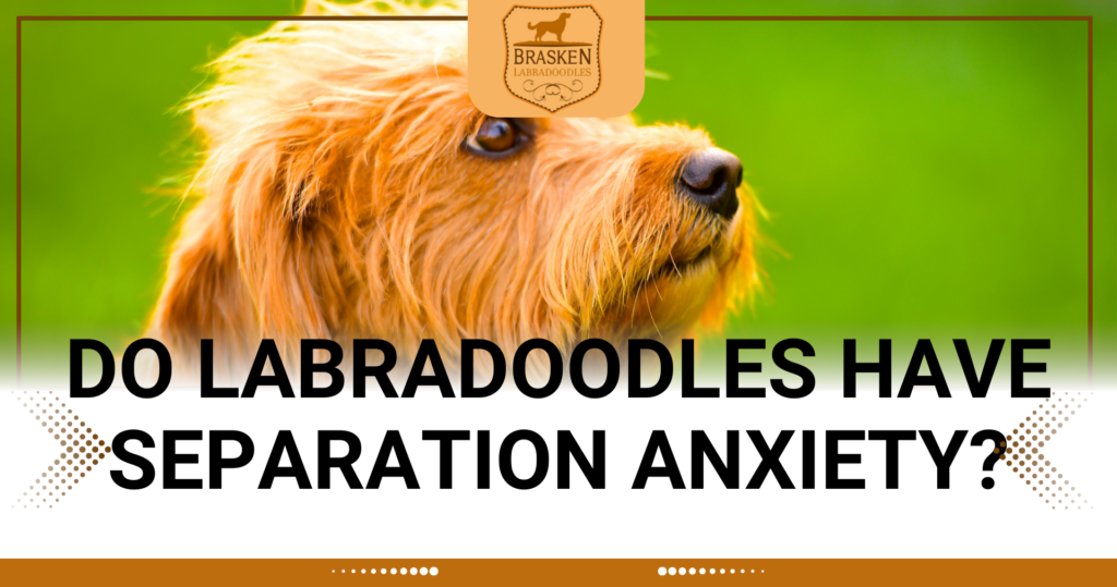 DO LABRADOODLES HAVE SEPARATION ANXIETY