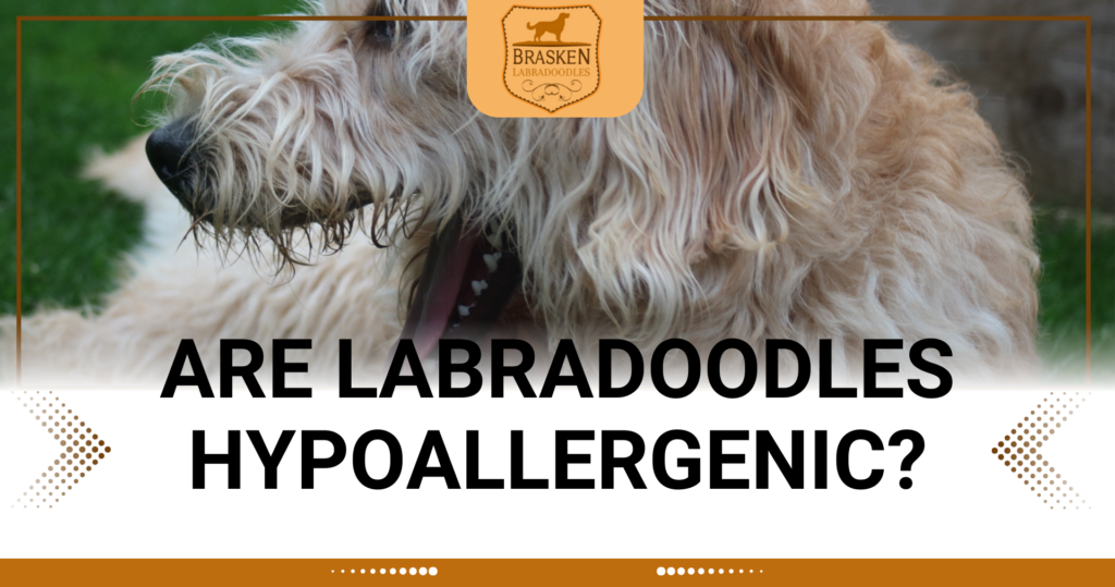 ARE LABRADOODLES HYPOALLERGENIC