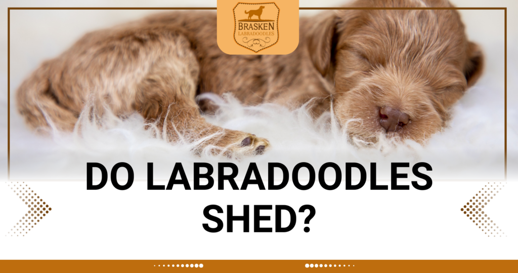 DO LABRADOODLES SHED