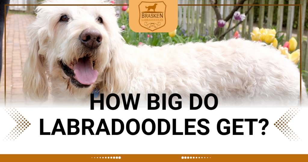 HOW BIG DO LABRADOODLES GET