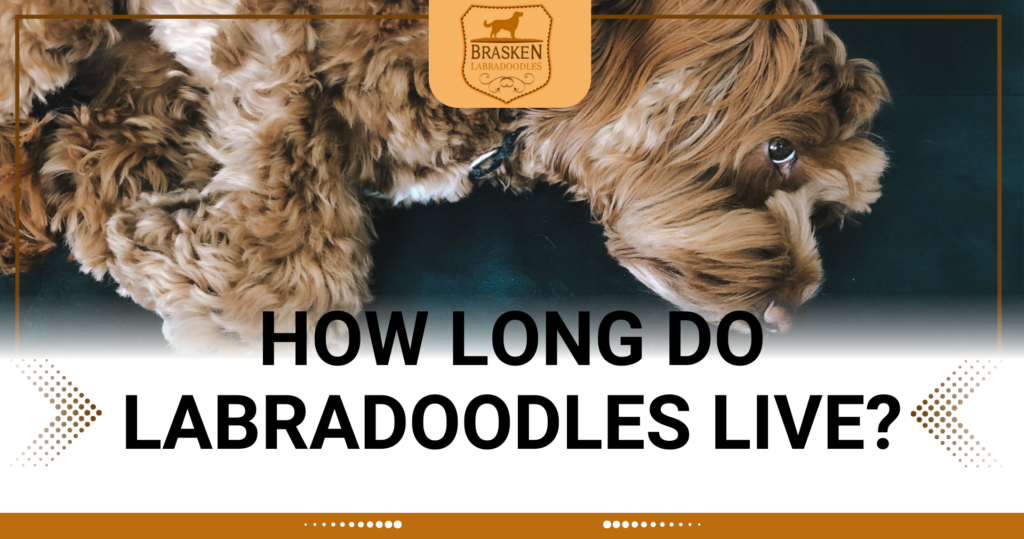 HOW LONG DO LABRADOODLES LIVE