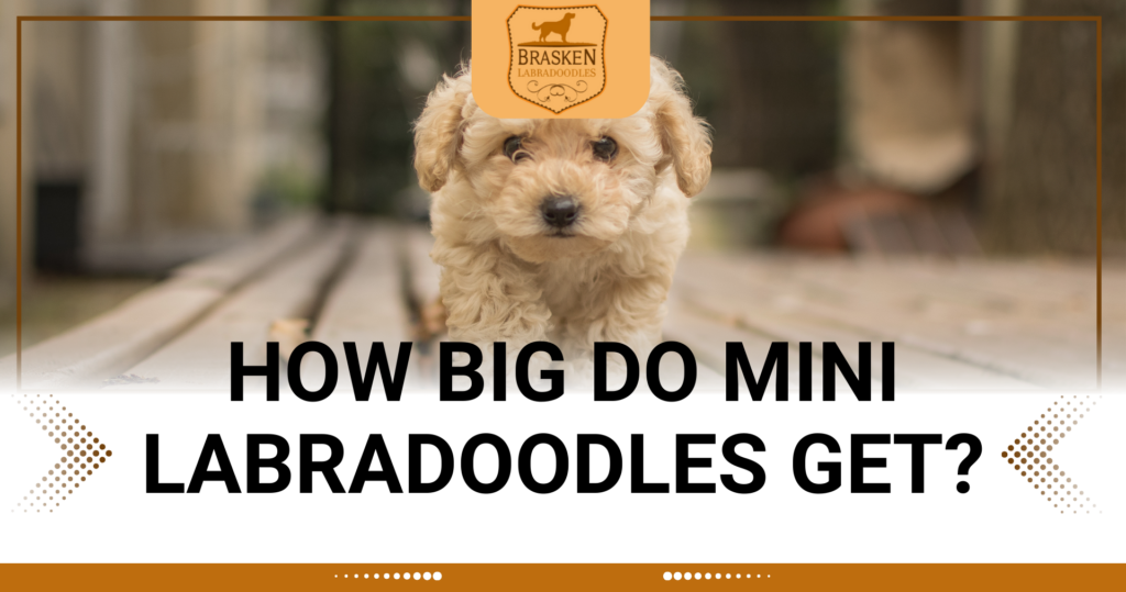 How big do mini labradoodles get 1