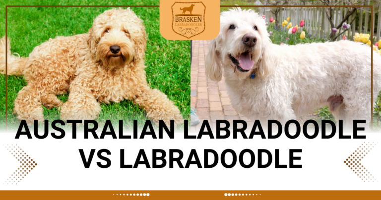 AUSTRALIAN LABRADOODLE VS LABRADOODLE