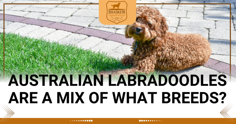 AUSTRALIAN LABRADOODLES ARE A MIX OF WHAT BREEDS