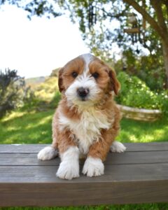 The image showcases a parti-colored-labradoodle .