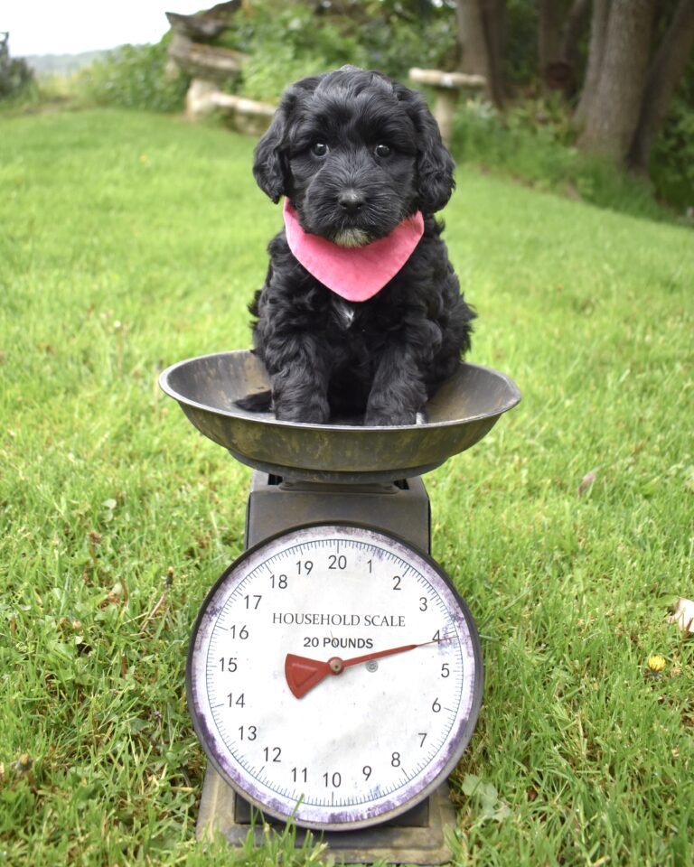 The image showcases a Labradoodle for sale in San Diego.