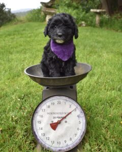 The image of a Labradoodle for sale in San Diego.