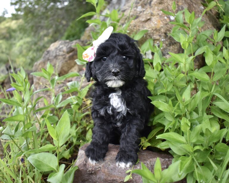 A picture of a labradoodle posing