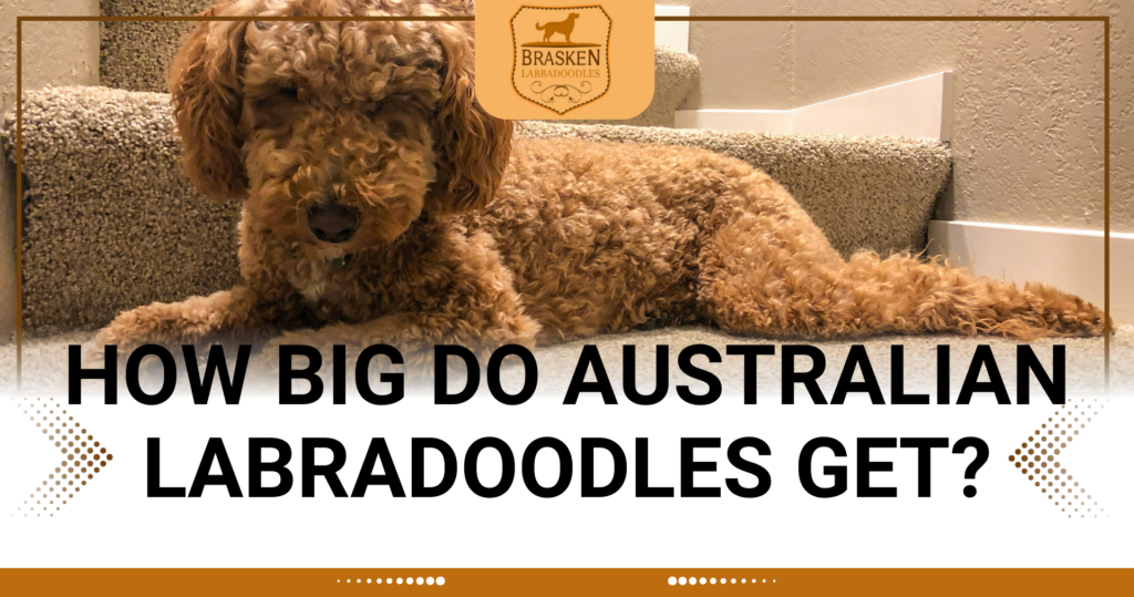 HOW BIG DO AUSTRALIAN LABRADOODLES GET