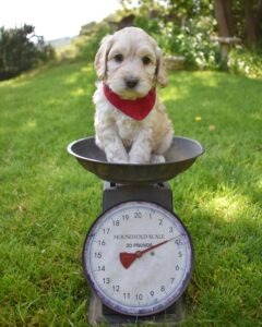 The Image Showcases a Labradoodles For Sale In San Francisco.