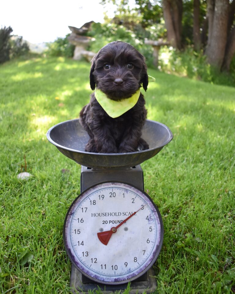 The Image Showcases a Labradoodles For Sale In San Francisco.