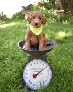 The image showcases an apricot labradoodle puppy.