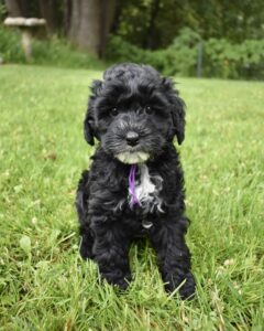 The black labradoodle puppy posing