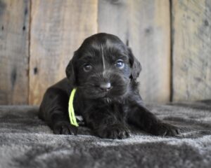 The image showcases a Labradoodle for Sale in San Luis Obispo.