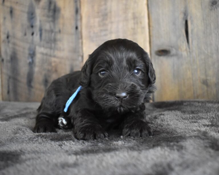 The Image Showcases a Mini Labradoodle For Sale