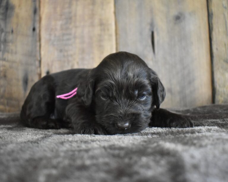 The image showcases a Labradoodle for sale in San Luis Obispo.