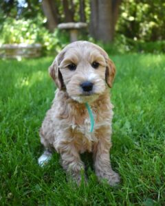 Labradoodle Puppy