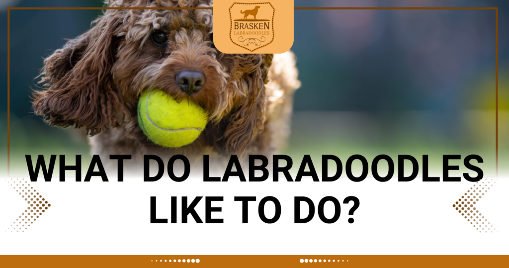 WHAT DO LABRADOODLES LIKE TO DO