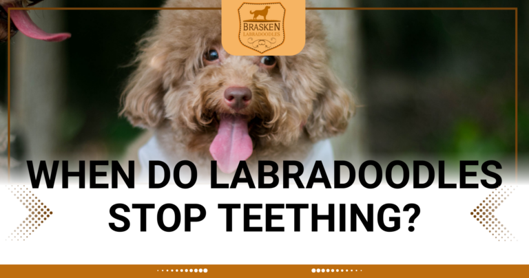 WHEN DO LABRADOODLES STOP TEETHING