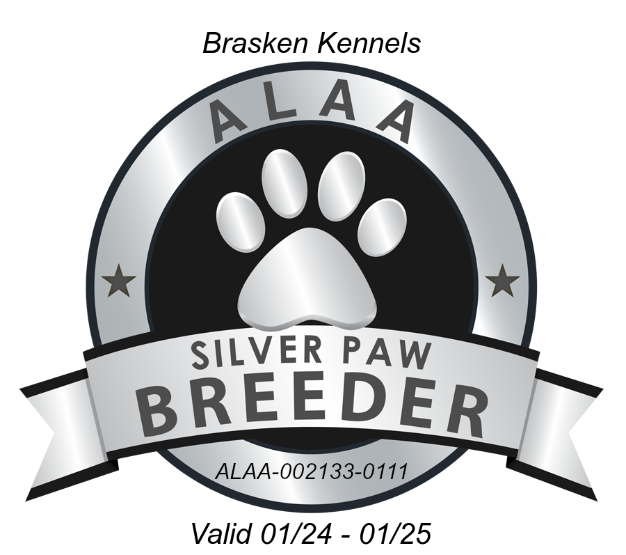 Brasken Silver Paw 2024