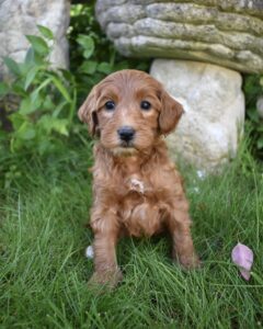 The image showcases a mini brown labradoodle for sale