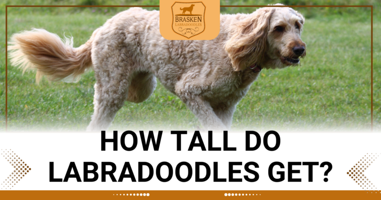 How tall do labradoodles get