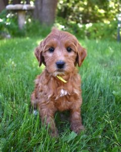 The image showcases a red Labradoodle puppy.