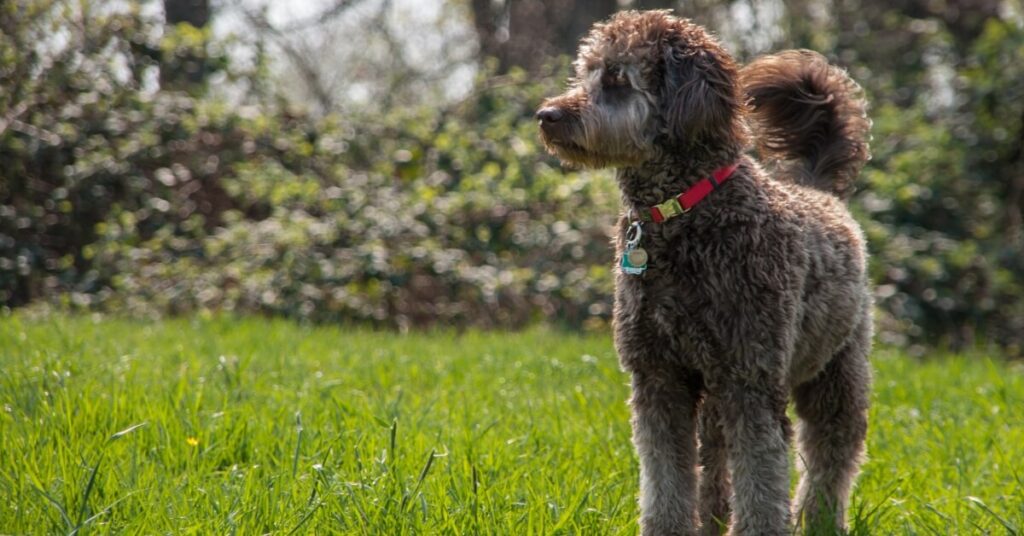 Labradoodles For Sale In Sacramento