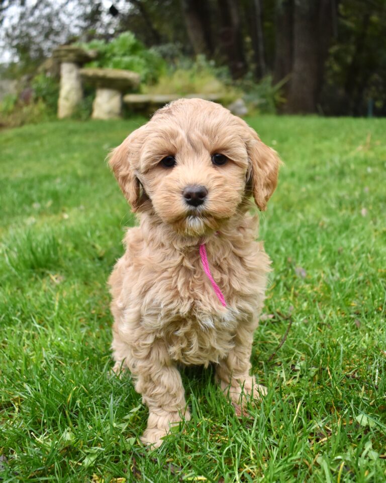 The image showcases a golden labradoodle.