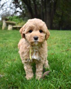 The image of a golden labradoodle puppy.