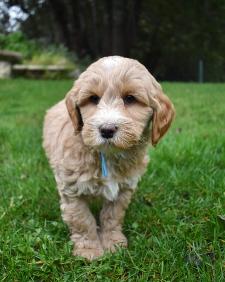 The image showcases a labradoodle for sale in Santa Barbara.