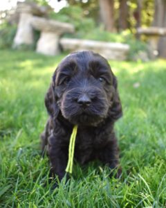 The image showcases a labradoodle for sale in Santa Barbara.