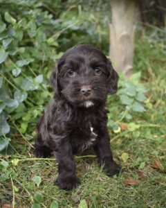 The image showcases labradoodles for sale in San Jose.