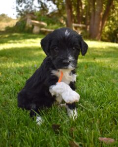 The image showcases a labradoodle for sale in Fresno.