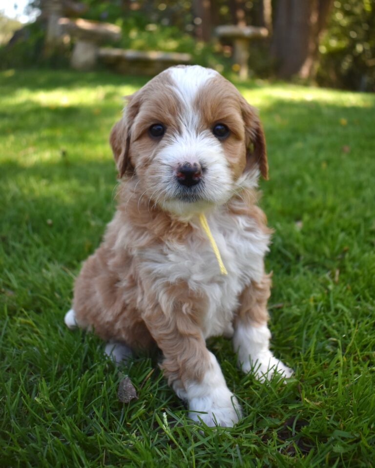 The image showcases a labradoodle for sale in Fresno.