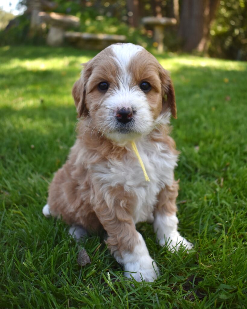 Previous Litters 2 The image showcases a labradoodle for sale in Fresno.