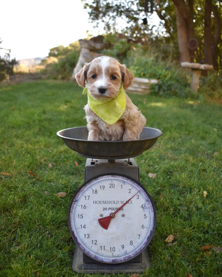 The image showcases a labradoodle for sale in Santa Maria.