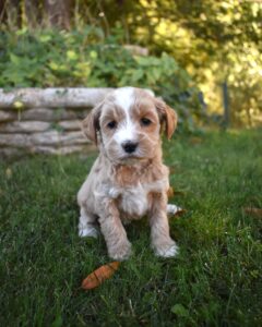 The image showcases another labradoodle puppy for sale in Santa Maria.