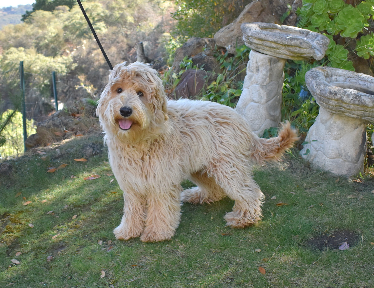 AVAILABLE PUPPIES 3 DSC 0712