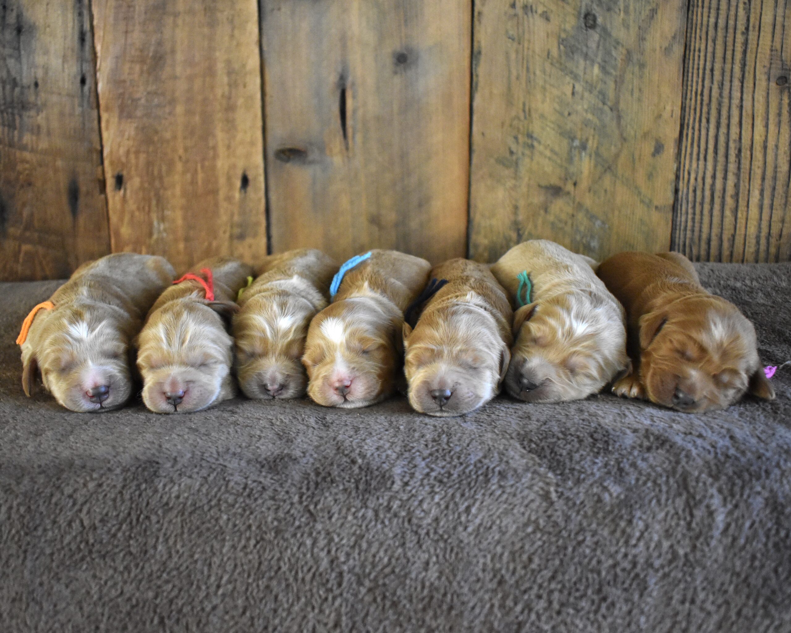 AVAILABLE PUPPIES 4 DSC 0601 scaled