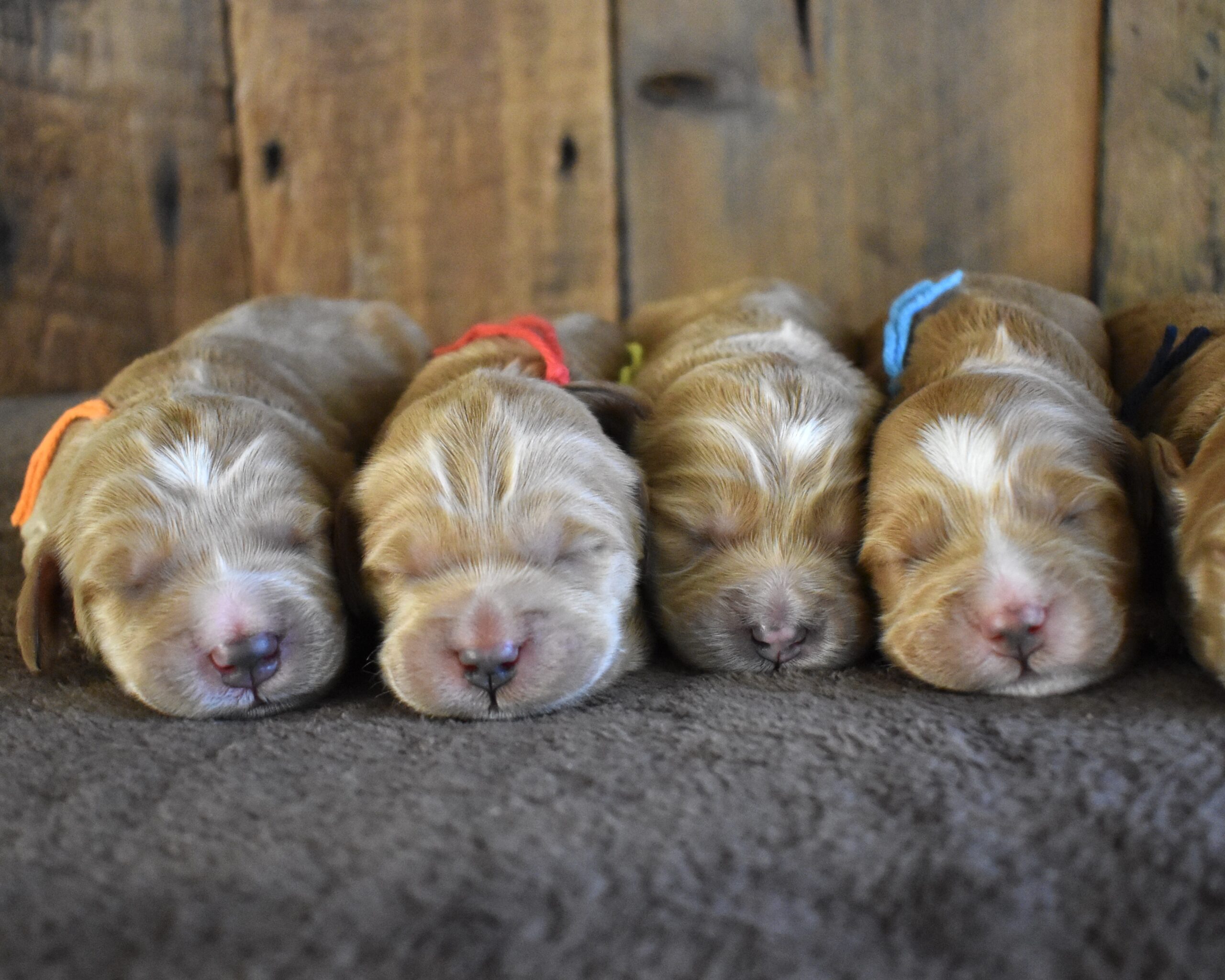 AVAILABLE PUPPIES 5 DSC 0603 scaled