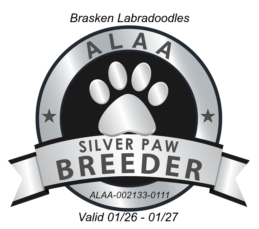 Brasken Silver Paw 2026