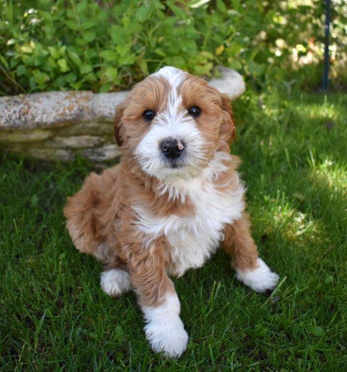 The image showcases a parti-colored-labradoodle .