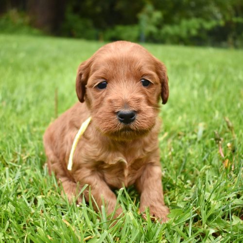 The image showcases an apricot Labradoodle.