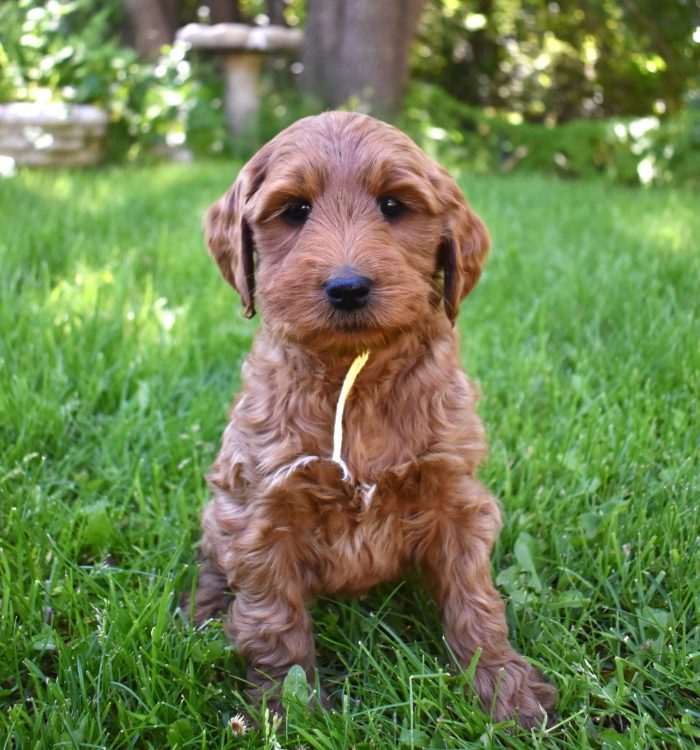 The image showcases a red Labradoodle puppy.