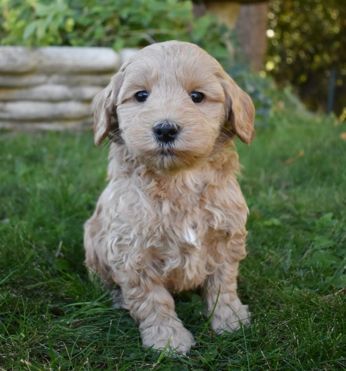 The image showcases a labradoodle for sale in San Jose.