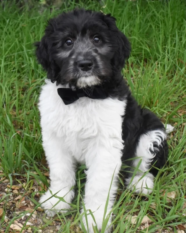 Someone’s looking a little dapper today!
.
.
.
#braskenlabradoodles #australianlabradoodle #australianlabradoodles #labradoodle #labradoodles #alaa #labradoodlepuppy #labradoodlepuppies #puppylove #puppytime #fluffypuppy #happypuppy #puppiesofinstagram #puppydog #cutestpuppy #doodletales #doodlesoftheworld #doodlesofinstagram #ALD #alaalabradoodles #betterbreedbydesign