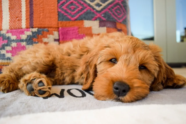 Ready for a little Sunday snooze
.
.
.
#braskenlabradoodles #australianlabradoodle #australianlabradoodles #labradoodle #labradoodles #alaa #labradoodlepuppy #labradoodlepuppies #puppylove #puppytime #fluffypuppy #happypuppy #puppiesofinstagram #puppydog #cutestpuppy #doodletales #doodlesoftheworld #doodlesofinstagram #ALD #alaalabradoodles #betterbreedbydesign