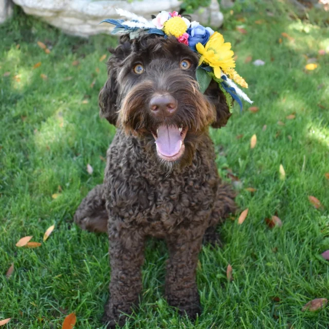 Our sweet Billie girl had 9 beautiful babies this week!
.
.
.
#braskenlabradoodles #australianlabradoodle #australianlabradoodles #labradoodle #labradoodles #alaa #labradoodlepuppy #labradoodlepuppies #puppylove #puppytime #fluffypuppy #happypuppy #puppiesofinstagram #puppydog #cutestpuppy #doodletales #doodlesoftheworld #doodlesofinstagram #ALD #alaalabradoodles #betterbreedbydesign